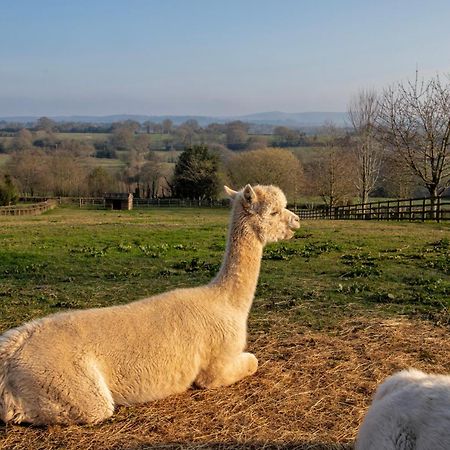 Charlie'S Cottage With Alpacas And 7Mins Drive To Alton Towers Denstone Exteriér fotografie
